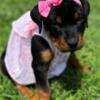 Rottweiler puppies available August 2 boys 2 girls left