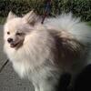 Pomeranian male dog, white cream