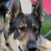 AKC/UKC Pure German Shepherd Stud w/ Embark DNA & OFA Hip/Elbow Certification White Carrier