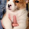 Akc corgi puppies for sale