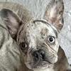 French Bulldog Akc Puppies