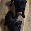 MALE PUG PUPPIES (black) 600