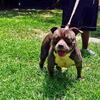 American Bully 