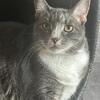 Female Savannah and Male Bobtail - indoor only