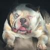 American pocket bully extreme