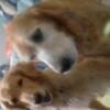 (Negotiable) $400 Each or $300 for 2 Golden Retrievers For Sale