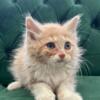 Buff Mainecoon mix kitten