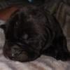 Neapolitan mastiff female