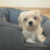 Tiny Morkie Female  (Maltese & Yorkshire terrier)