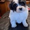 Shichon (Shih-Tzu/Bichon) Puppies 