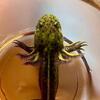 High Iridophore Wild Type Axolotls