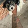 Yorkie ready for new home.