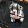 Exotic bullies Micro Available