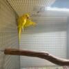 Indian ringneck lutino breeding pair 