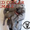 HUGE Cane Corso Puppies from Champion Pedigree-FINANCING AVAILABLE