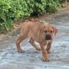 7 weeks old presa canario