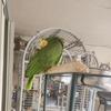 Double Yellow Headed Amazon