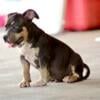 American Bully Puppy