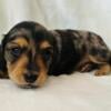 Black and tan dapple female mini dachshund