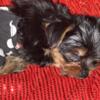 YORKSHIRE TERRIER AKC Female 10 Weeks Old