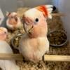 Major Mitchells Cockatoo babies