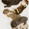 Looking for the perfect gentle giant to join your family? 