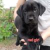 Family Lab Puppies Ready to go