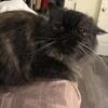 1 yr old Persian female 
