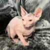 Fluffys Sphynx Kittens