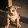 Premium XL Pitbulls / Am. Bullies ABKC Smasher line Gotti Merle