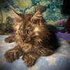 Polydactyl maine coon