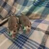 Baby Fancy Rats Rare Colors