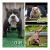 4 month old bully puppies