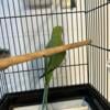 Green Female Indian Ringneck