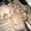CKC English Bulldog/AKC Mastiff Brindle Puppies