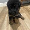 German Shepherd Puppies — Ready Oct 28 — Rehoming to Loving Homes