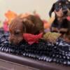 AKC & CKC Miniature Dachshund Puppies