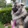 Female Keeshond serious inquiries only