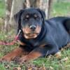 Rottweiler puppies akc registered