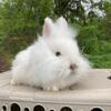 Minilop Bunnies