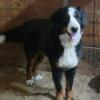 2 left AKC Bernese puppies. Ready to go Sept 10th. Genetic tested clear