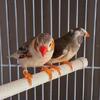 Male Zebra Finch