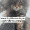 GORGEOUS EUROPEAN MAINECOON F 740-979-9668
