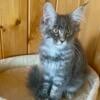 Maine Coon Kittens (Poly) Available now in Northwest Ohio