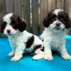 Beautiful Cockapoo Puppies 