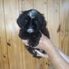 CKC Male and Female shih tzu Puppies