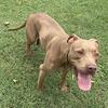 Pitbull