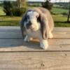 Broken opal French lop buck