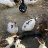 Muscovy Duck Singles-Pairs 