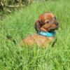 Mini shaded red male dachshund